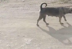 吃瓜路人和狗子