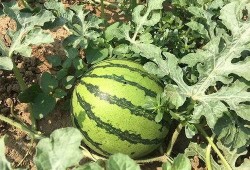 邹城齐鲁时代吃瓜,一场别开生面的“吃瓜”盛宴