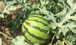 邹城齐鲁时代吃瓜,一场别开生面的“吃瓜”盛宴