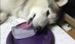 男舔狗吃瓜,揭秘男性在情感关系中的微妙心理