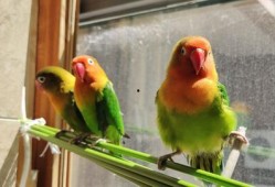 鹦鹉可以吃小麦瓜,小麦瓜成为新宠