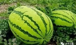 吃了哈密瓜吃西瓜有蒜味,揭秘蒜味之谜