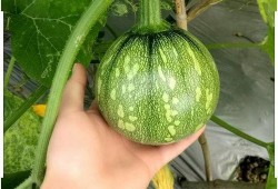 小飘飘吃瓜,揭秘娱乐圈那些不为人知的幕后故事