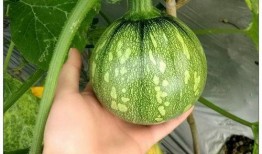 小飘飘吃瓜,揭秘娱乐圈那些不为人知的幕后故事