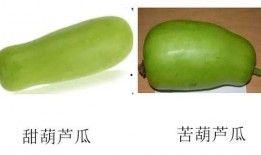 葫芦瓜花心可以吃吗,揭秘可食用之谜