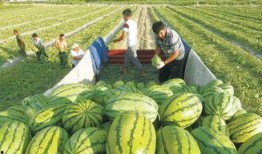 舒兰心声吃大瓜,大瓜背后的故事与真相