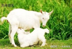 吃瓜小羊大袜子,揭秘网络红人的爆红之路