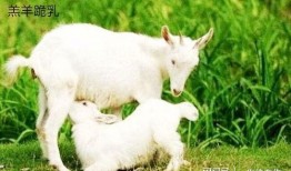 吃瓜小羊大袜子,揭秘网络红人的爆红之路