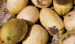 黑龙江 吃瓜,瓜果飘香，品味东北风情