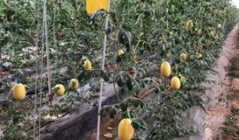 章丘最近吃瓜事件,一场引发热议的社区事件回顾