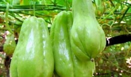 伞贝能与佛手瓜一起吃吗,伞贝与佛手瓜的搭配食用指南