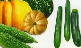 哪些瓜要煮熟吃,探索煮熟食用的美味瓜类奥秘