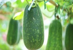 越吃越有的瓜,揭秘瓜类美食的神奇魅力