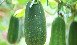 越吃越有的瓜,揭秘瓜类美食的神奇魅力