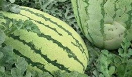 吃瓜有什么花样