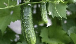 鱼籽吃瓜,一场味蕾的盛宴