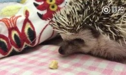 三只狼吃瓜,三只狼的瓜田奇遇记