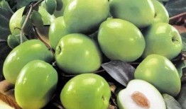 孕晚上可以吃蒲瓜,蒲瓜成为孕妇餐桌上的健康佳品