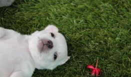 狗可以吃脆瓜,脆瓜成为宠物新宠