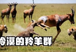 道具吃瓜羊羊,揭秘神秘道具背后的神奇力量