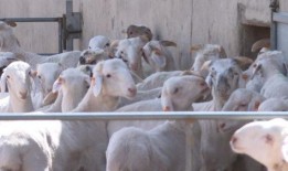 羊咩咩吃瓜,羊咩咩的瓜田奇遇记