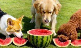 吃瓜狗直播,揭秘网红背后的真实生活