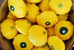 澳洲飞碟瓜怎么吃,澳洲飞碟瓜的多样食法探索