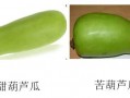 葫芦瓜可以吃吗怎么吃,葫芦瓜的食用方法与美味佳肴