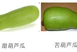 葫芦瓜可以吃吗怎么吃,葫芦瓜的食用方法与美味佳肴