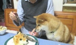 狗头吃瓜视频资源