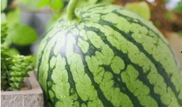 邹城齐鲁时代吃瓜,一场别开生面的“吃瓜”盛宴