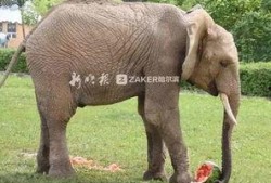 吃瓜达人达达象