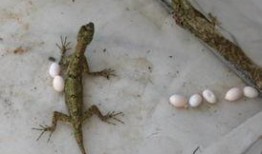 蜥蜴吃瓜怎么防治,守护植物安全，远离害虫侵扰