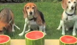 吃瓜狗直播,揭秘网红背后的真实生活