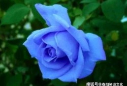 瓜哥吃瓜蓝色妖姬视频