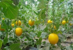 梦见吃鲜瓜好吗