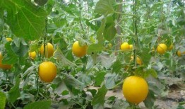 梦见吃鲜瓜好吗