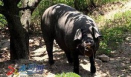 吃瓜的黑猪,揭秘猪界“网红”的日常趣事