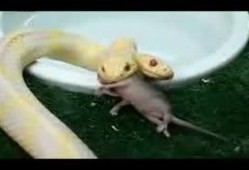 变异老鼠吃瓜,瓜田里的神秘探险