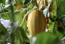 快乐吃瓜精选,揭秘娱乐圈幕后故事，带你领略明星真实生活