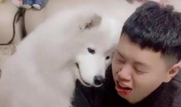 三只狼吃瓜,三只狼的瓜田奇遇记