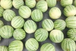 吃瓜真实瞬间,揭秘吃瓜那一刻的惊喜瞬间