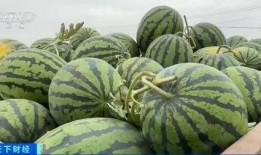黑龙江 吃瓜,瓜果飘香，品味东北风情