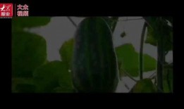 吃瓜群众的瓜视频,吃瓜群众眼中的娱乐圈风云录