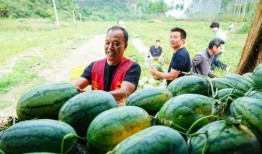 舒兰心声吃大瓜,大瓜背后的故事与真相