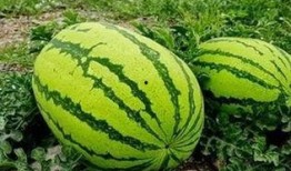 霍景良吃瓜,揭秘娱乐圈幕后风云