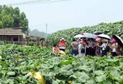 在乡下吃瓜的场景,夏日乡村吃瓜记