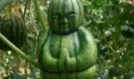 什么瓜可吃搞笑,盘点那些让人捧腹大笑的“瓜”