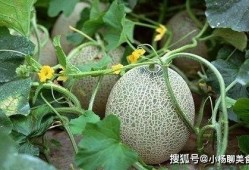 哈密瓜怎么吃对心脏好,天然心脏守护者