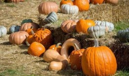 吃瓜的褒义词,品味生活之美